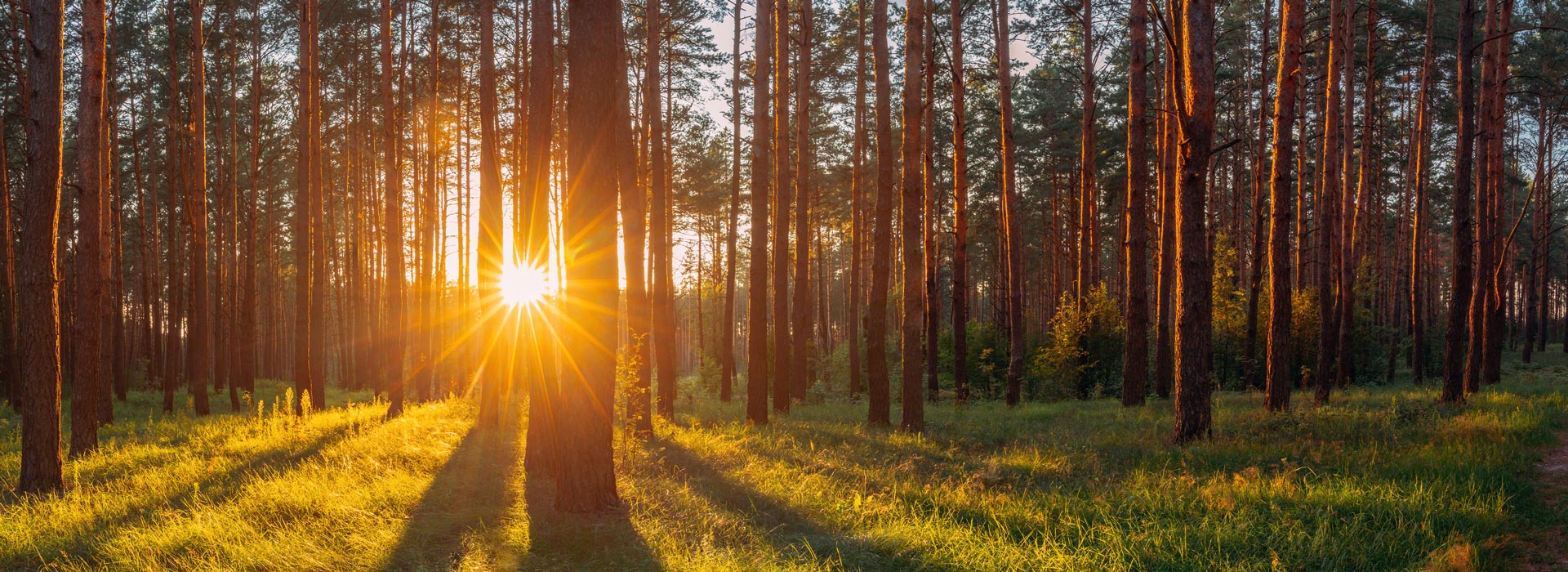 img-iowa-arborsit-association-home