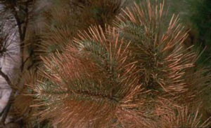 Close up of pine tree facing dessication