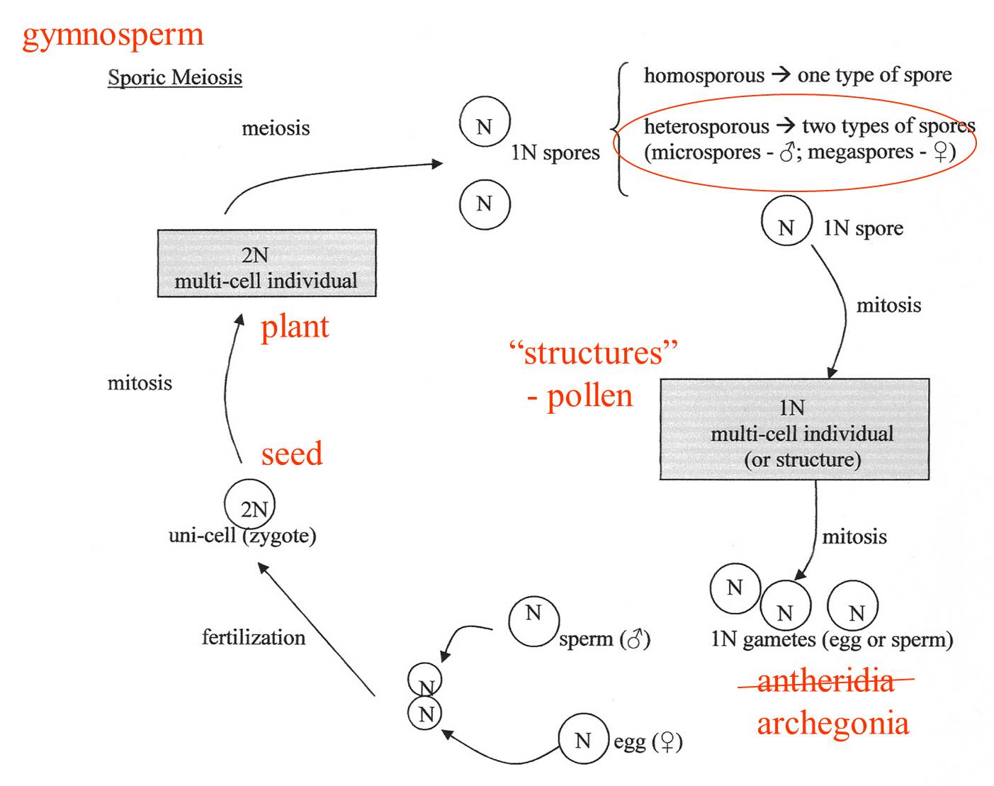 Gymnosperm Diagram