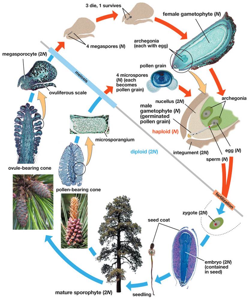 Diagram of Pine Lifecycle