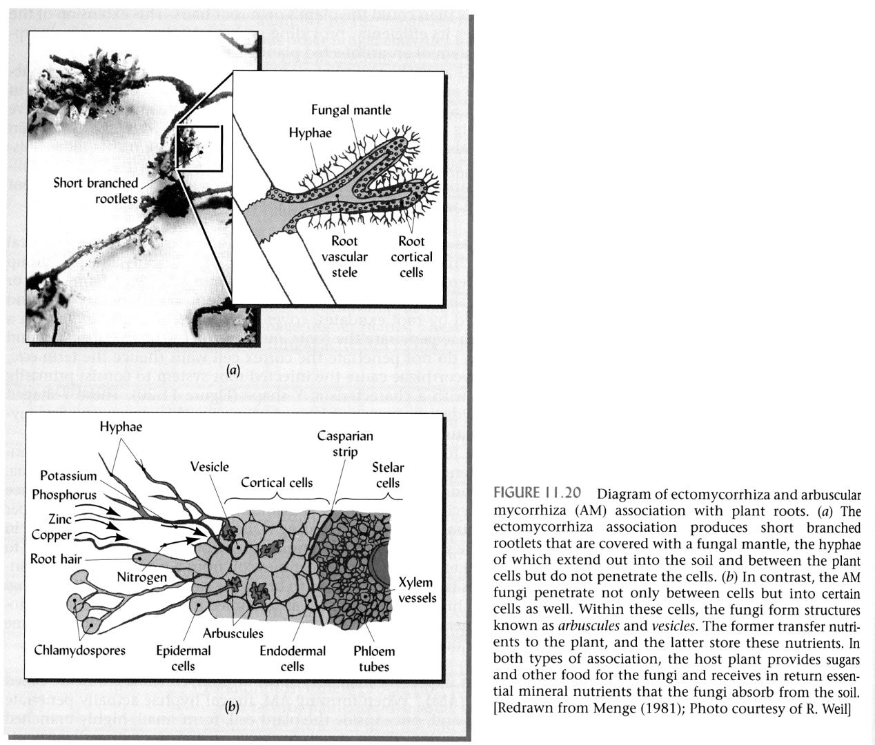 Diagram of ectomycorrhiza and arbuscular mycorrihiza association with plant roots.