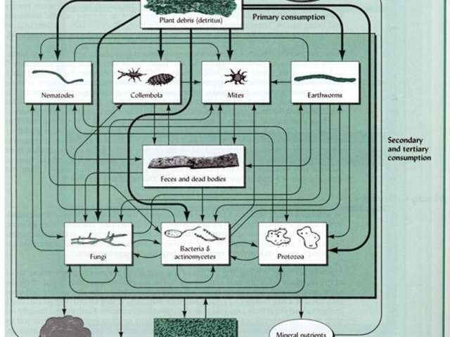 Diagram of Food Web involved in higher-plant tissue breakdown