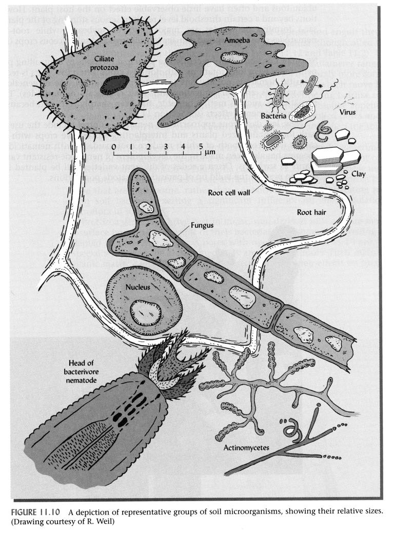 Diagram of Soil Microorganisms