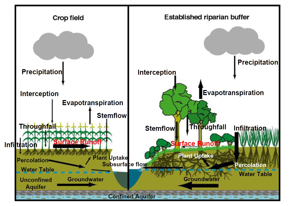 diagram of soil and water cycle as plants grow