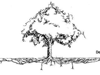Diagram showing the depth of tree roots